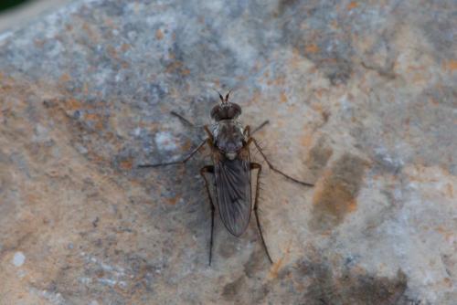 Tachytrechus notatus